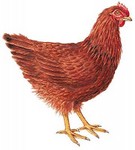 1001794-Poule_Rhode-Island.jpg